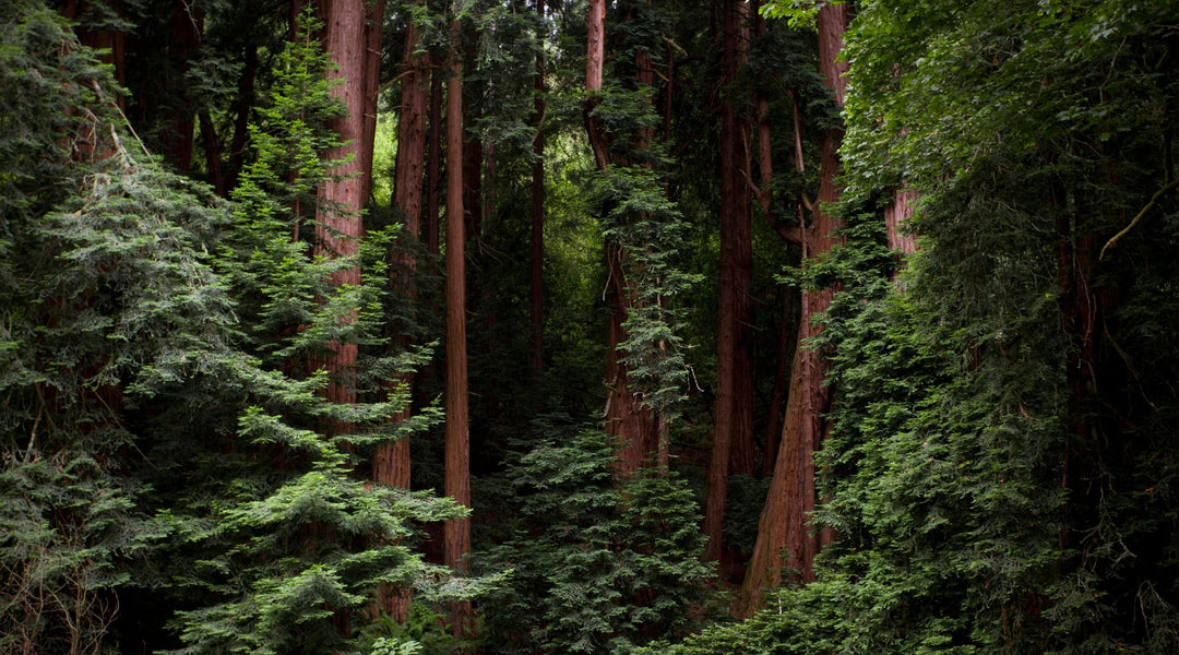 Let Nature Nurture You: Forest Bathing (Shinrin‑Yoku) for Mind–Body Peace