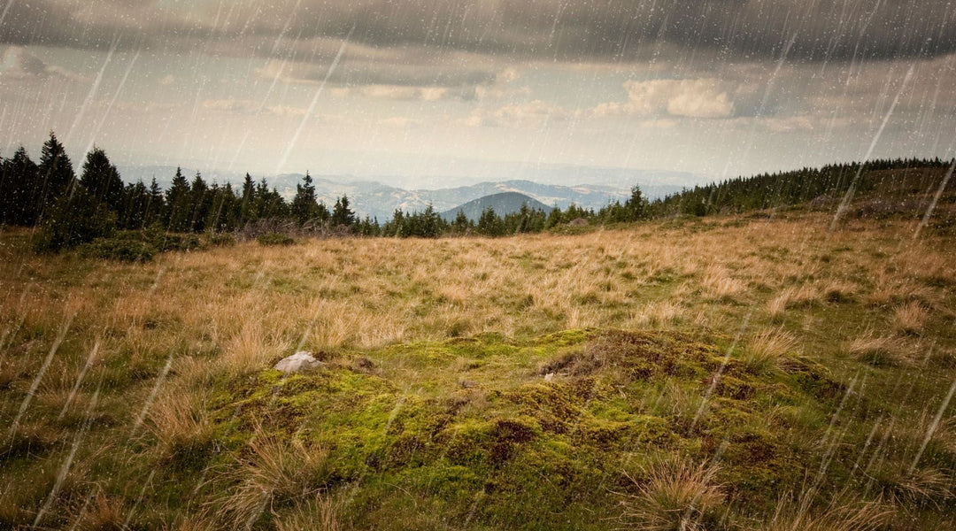 Kapha Season: Ayurvedic Tips to Balance Mind & Body in Early Spring
